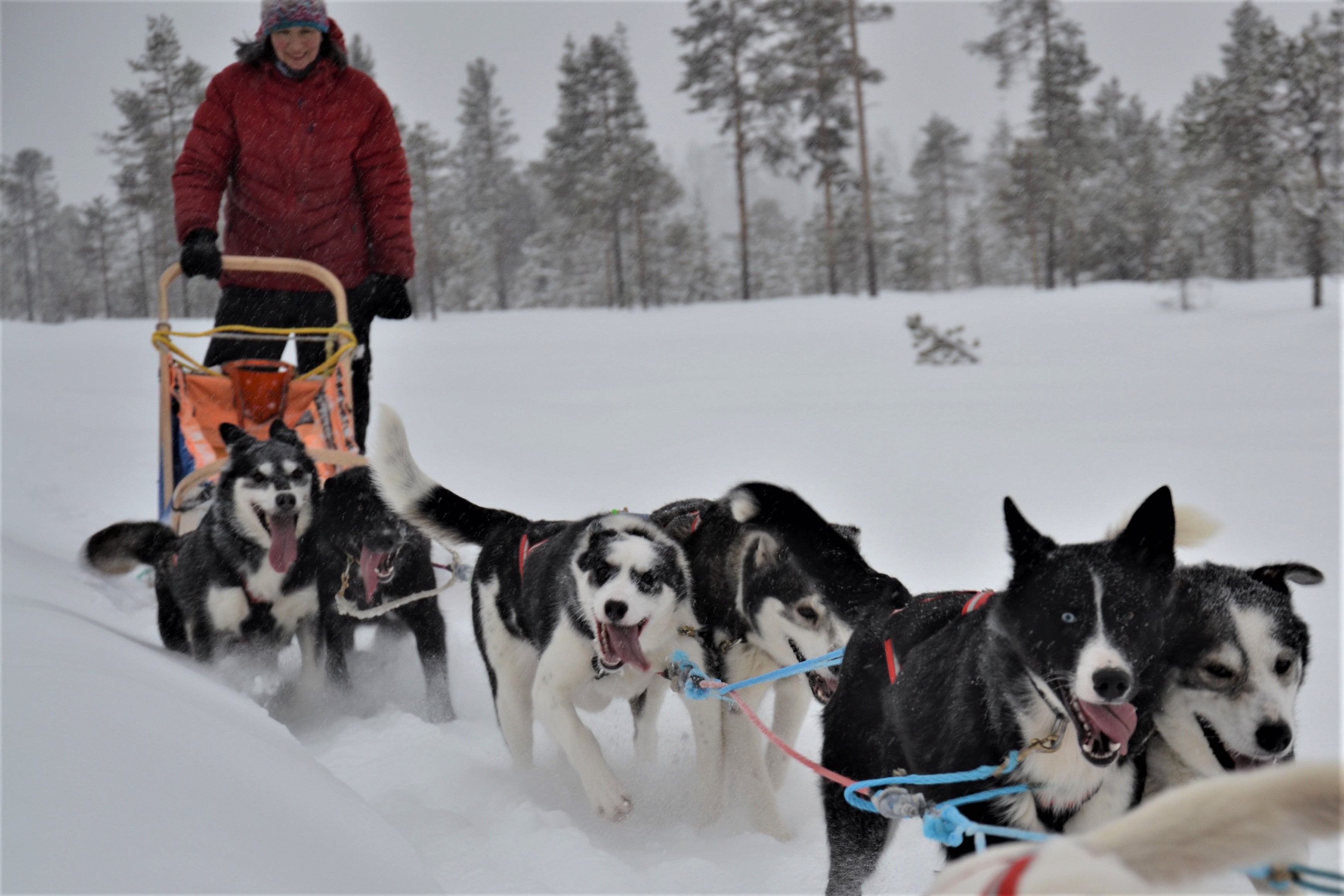 Schon ganz schön groß! - Burning Snow - Hundeschlittentouren und Husky ...